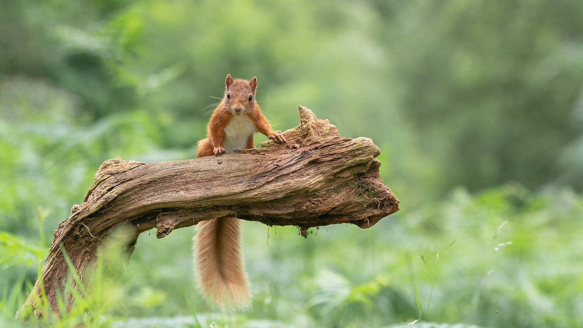 kaiyun中国官方网站-国外极限滑翔伞竞赛,空中飞翔的极限体验,国外滑翔伞哪里好玩
