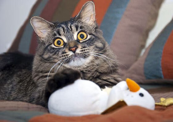 开云官网APP下载-意大利马术协会与国际马术联合会合作,举办国际马术交流活动,促进技术交流。